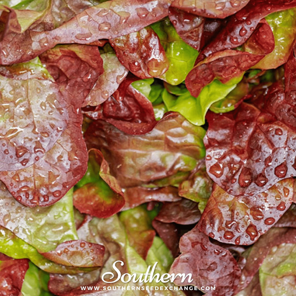 Cimmaron Romaine Lettuce – 200 Seeds Southern Seeds