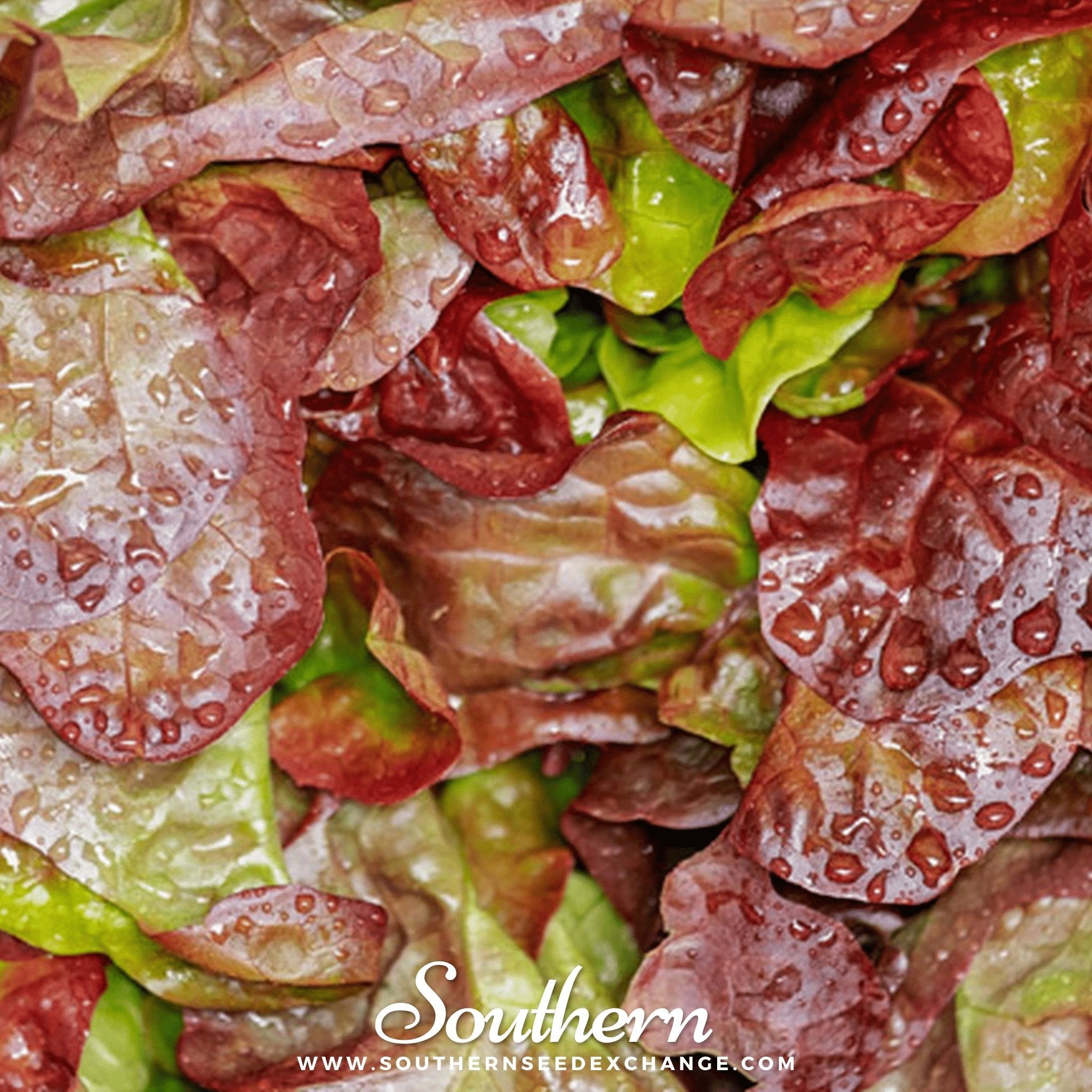 Cimmaron Romaine Lettuce – 200 Seeds Southern Seeds