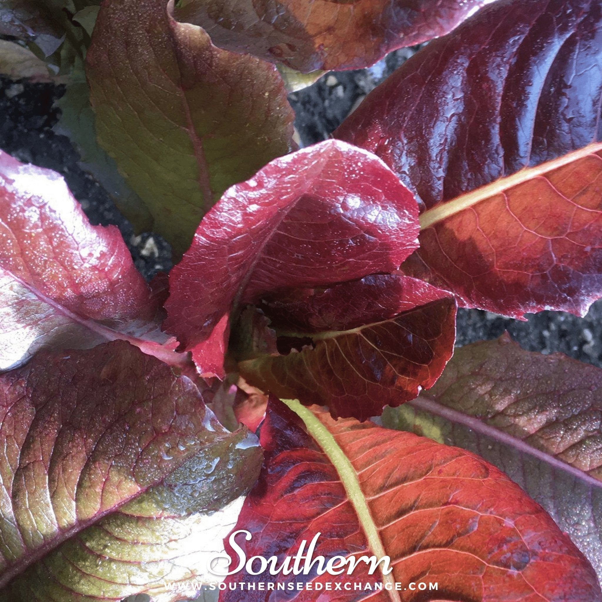 Cimmaron Romaine Lettuce – 200 Seeds Southern Seeds