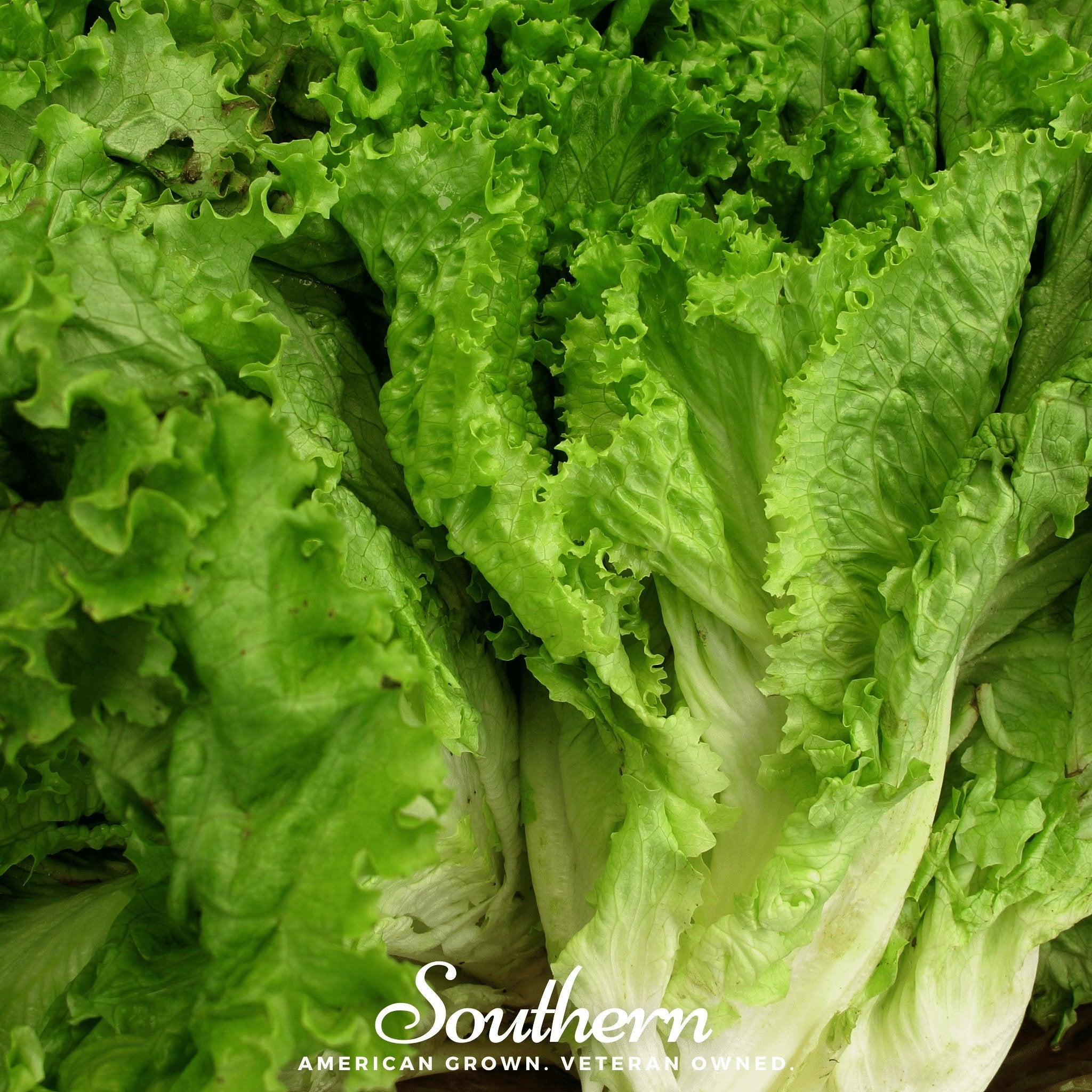 Green Ice Lettuce – 500 Seeds Southern Seeds