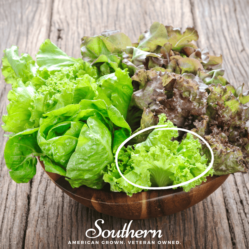 Green Ice Lettuce – 500 Seeds Southern Seeds