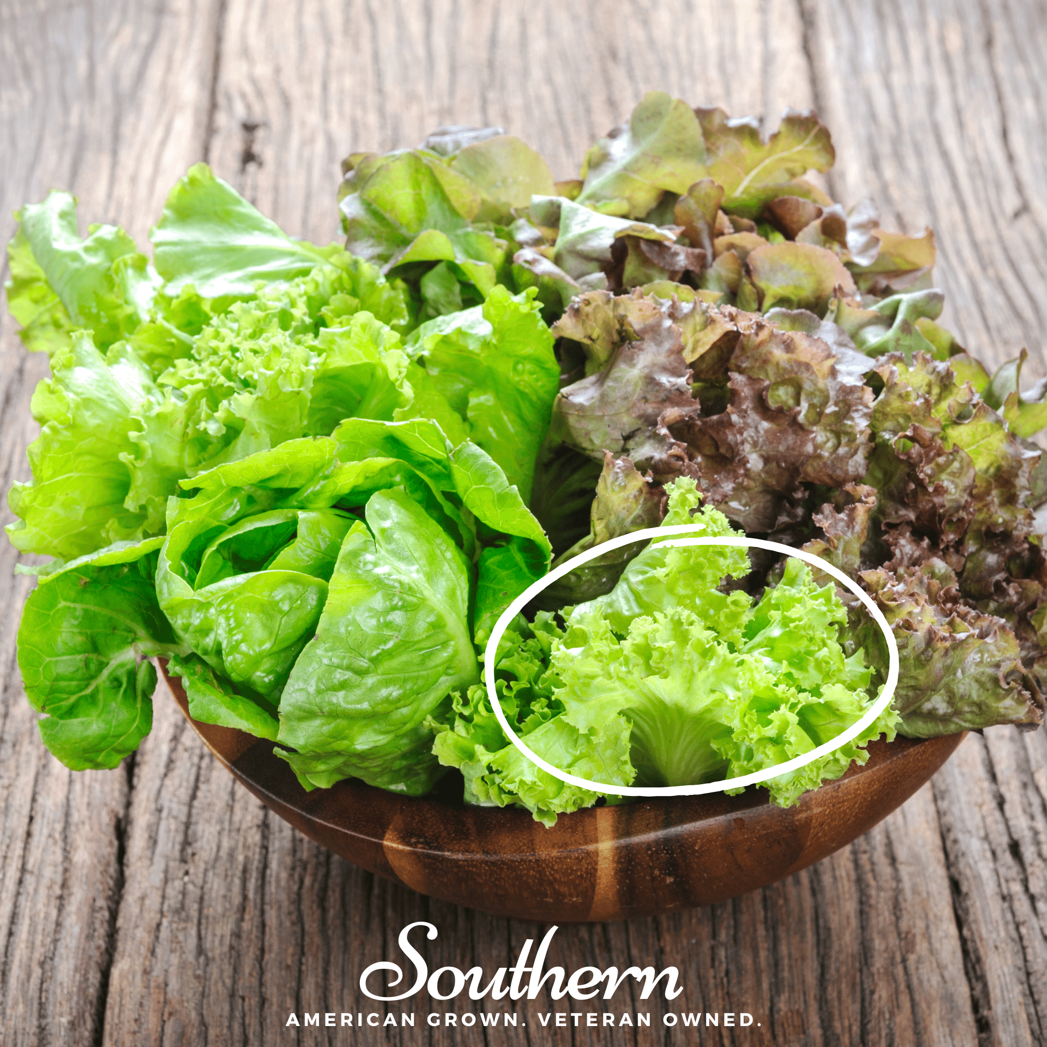 Green Ice Lettuce – 500 Seeds Southern Seeds