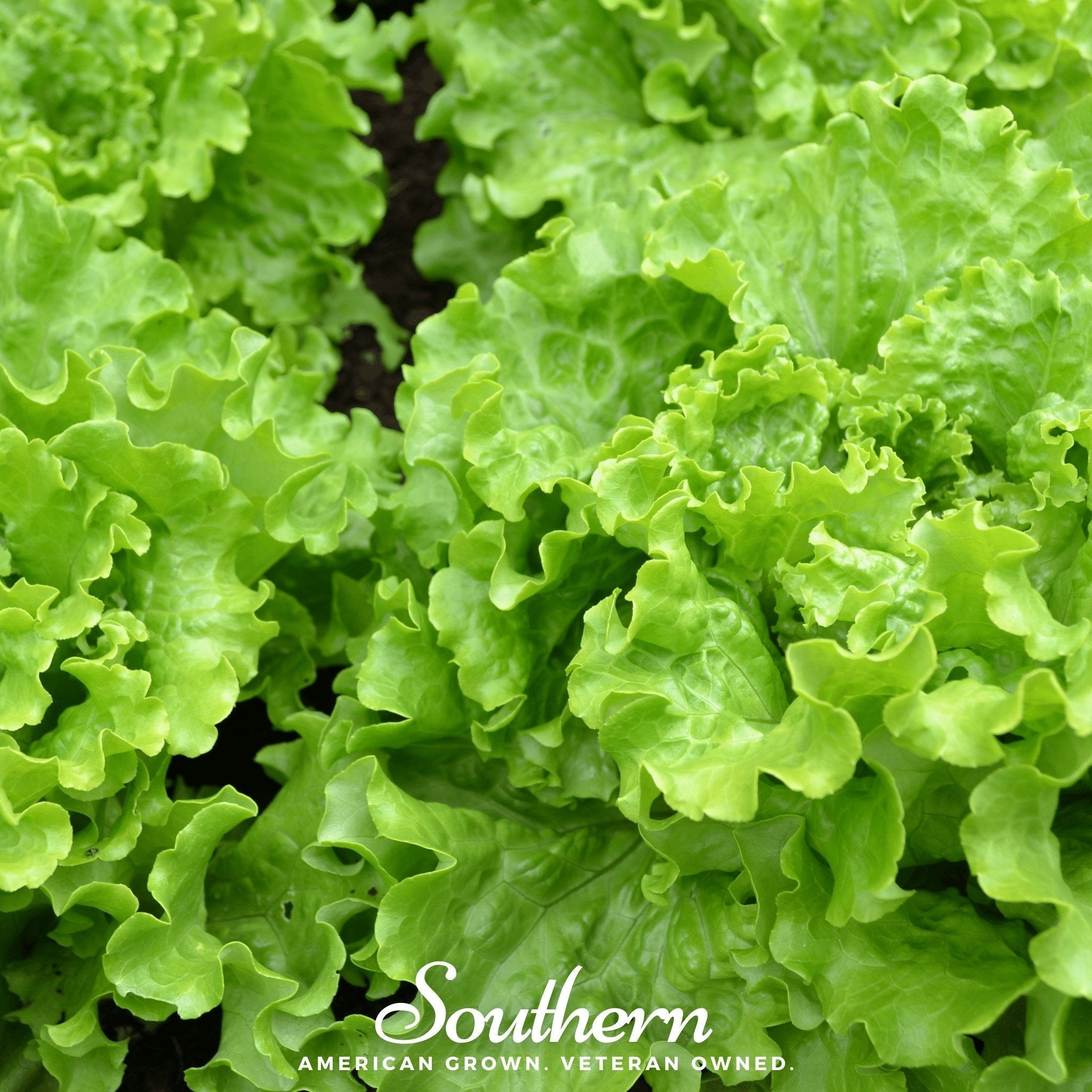 Green Ice Lettuce – 500 Seeds Southern Seeds
