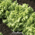 Green Ice Lettuce – 500 Seeds Southern Seeds
