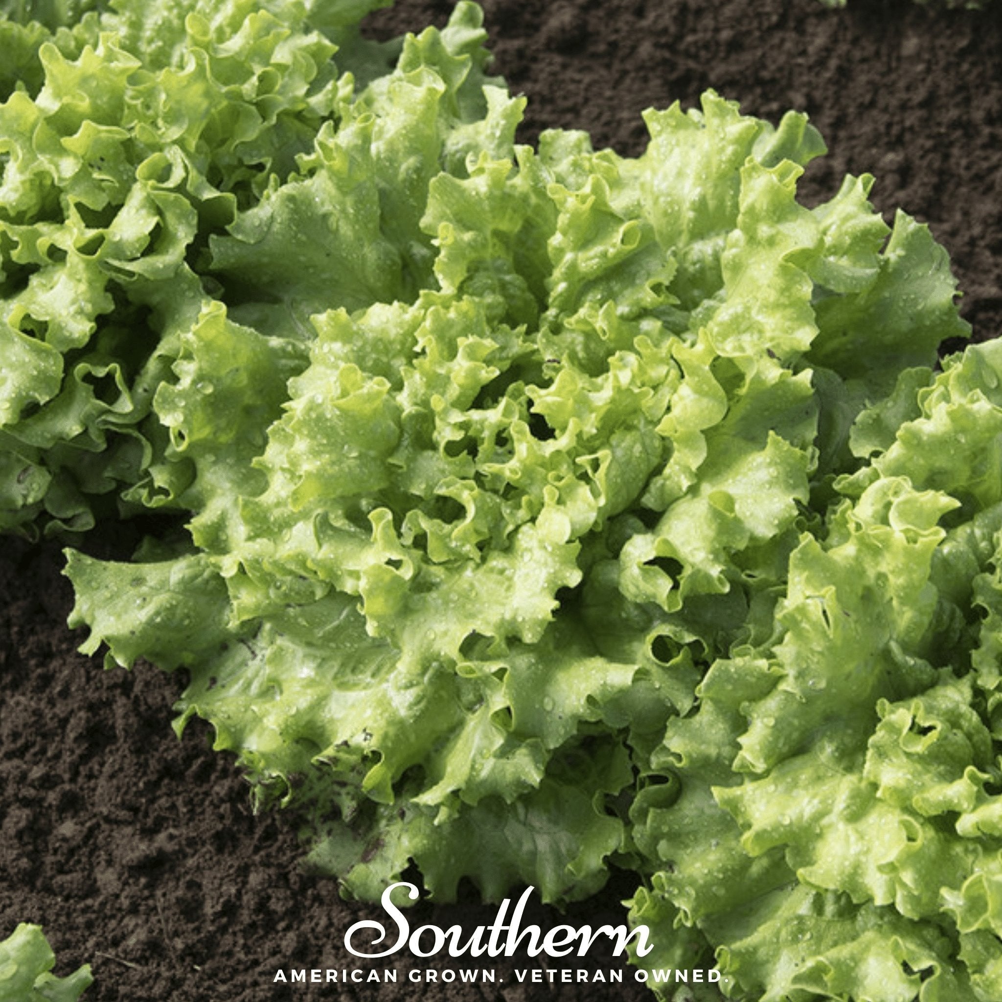 Green Ice Lettuce – 500 Seeds Southern Seeds