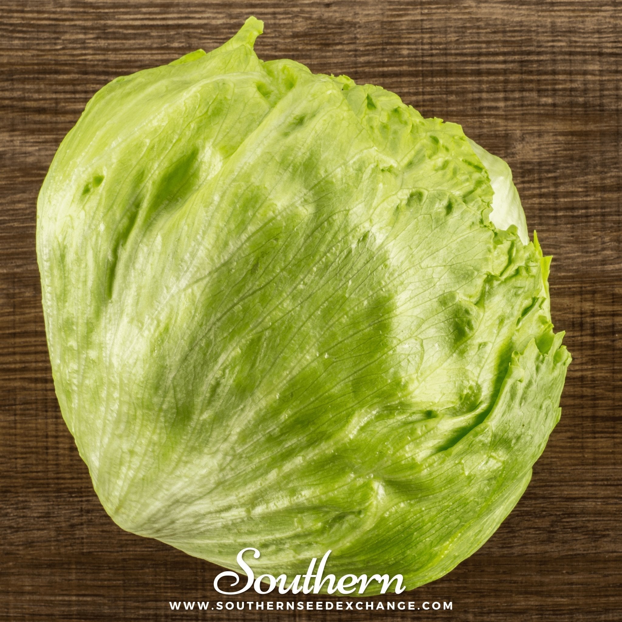 Iceberg Lettuce – 500 Seeds Southern Seeds