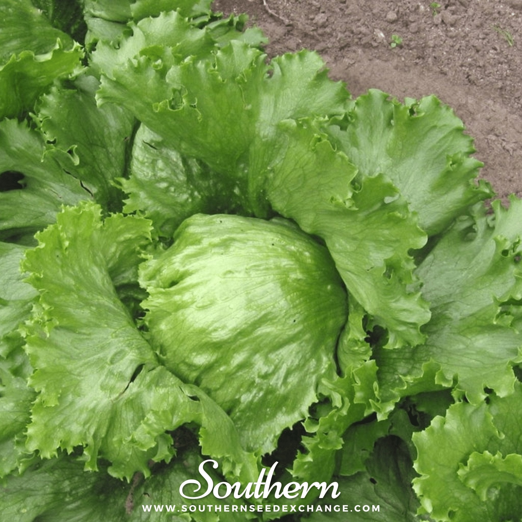 Iceberg Lettuce – 500 Seeds Southern Seeds