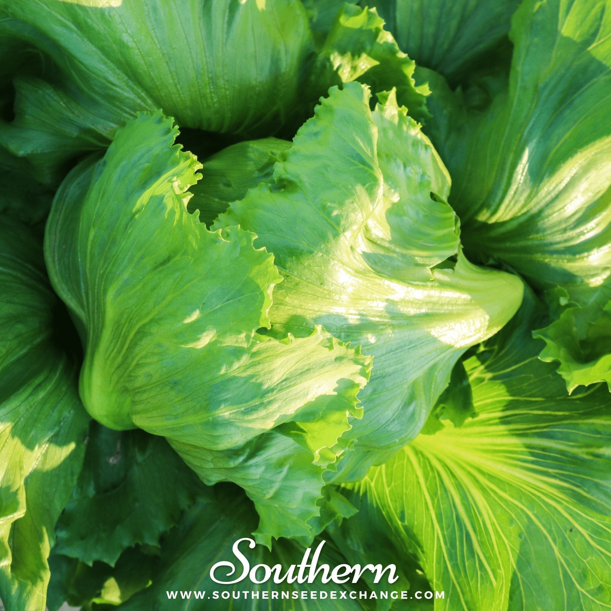 Iceberg Lettuce – 500 Seeds Southern Seeds