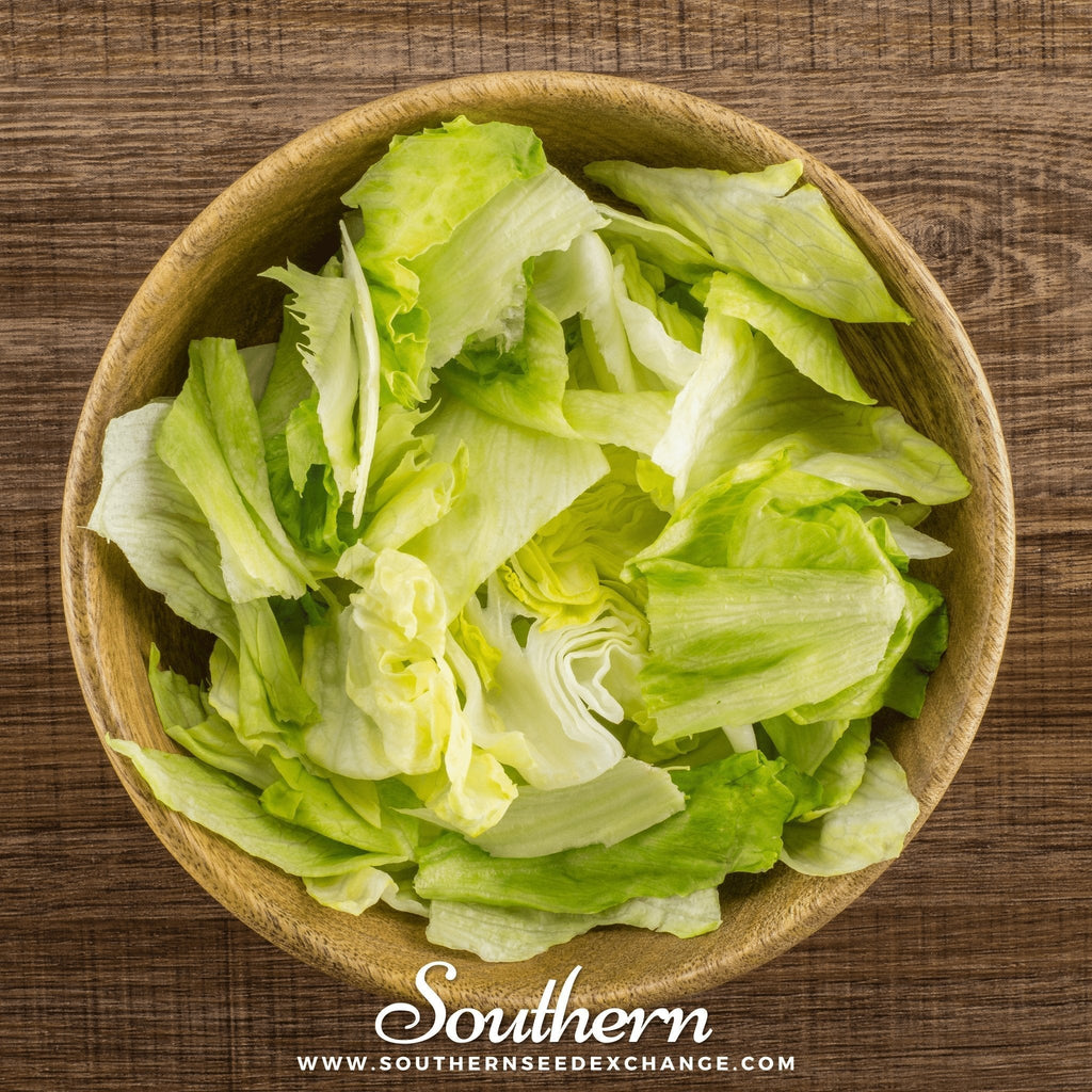 Iceberg Lettuce – 500 Seeds Southern Seeds