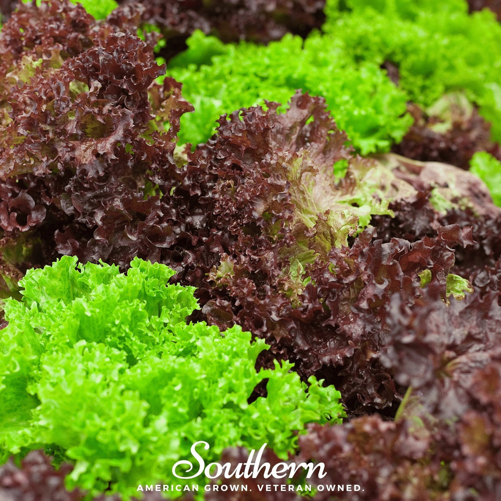 Mesclun Mix Lettuce – 500 Seeds Southern Seeds