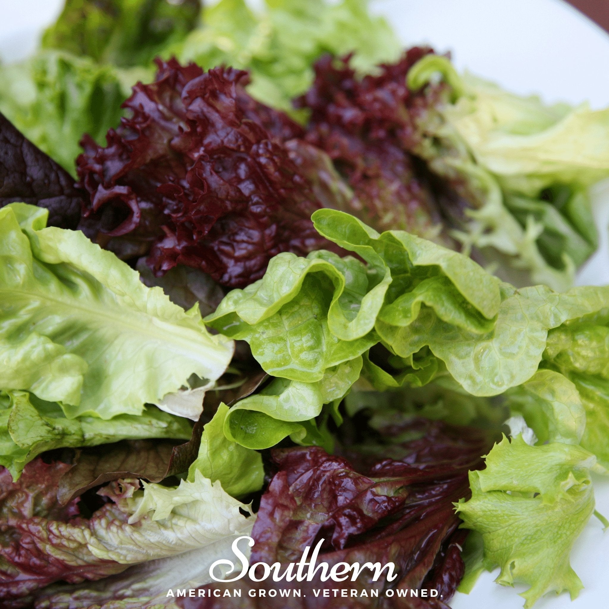 Mesclun Mix Lettuce – 500 Seeds Southern Seeds