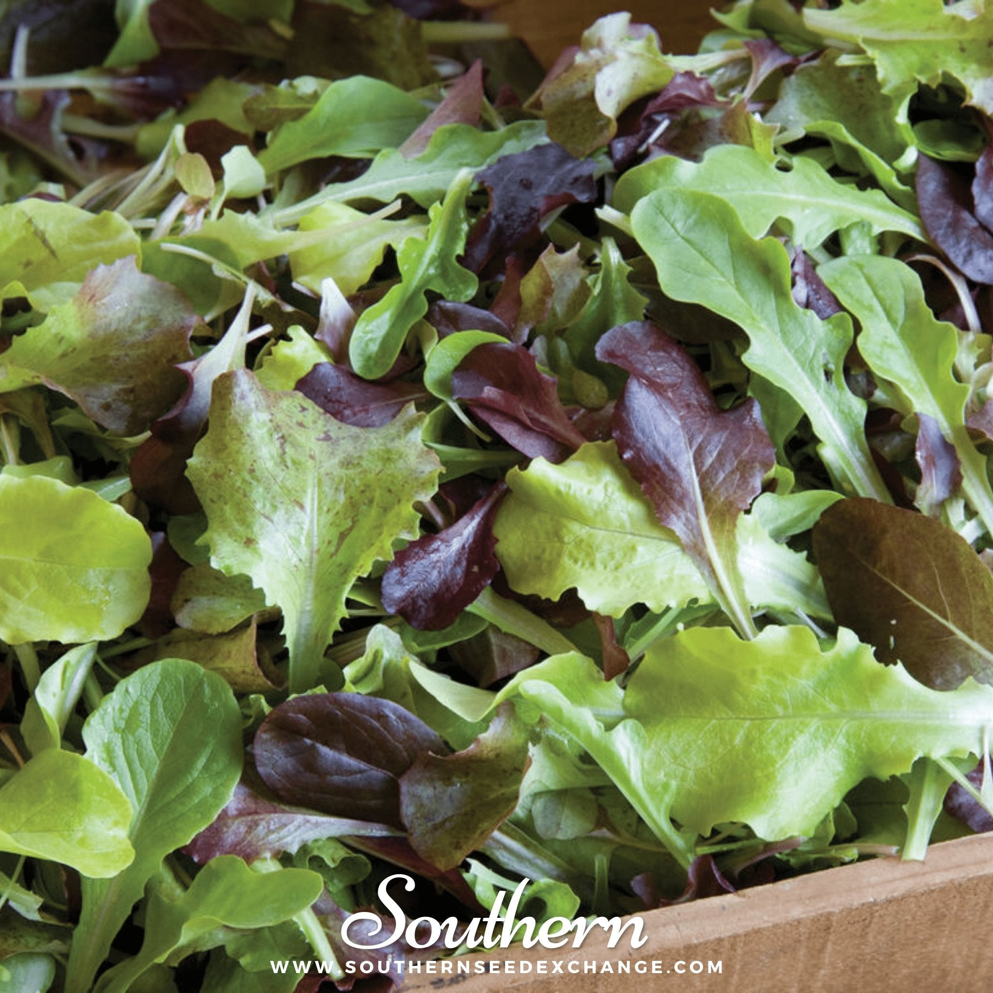 Gourmet Mix Lettuce – 500 Seeds Southern Seeds
