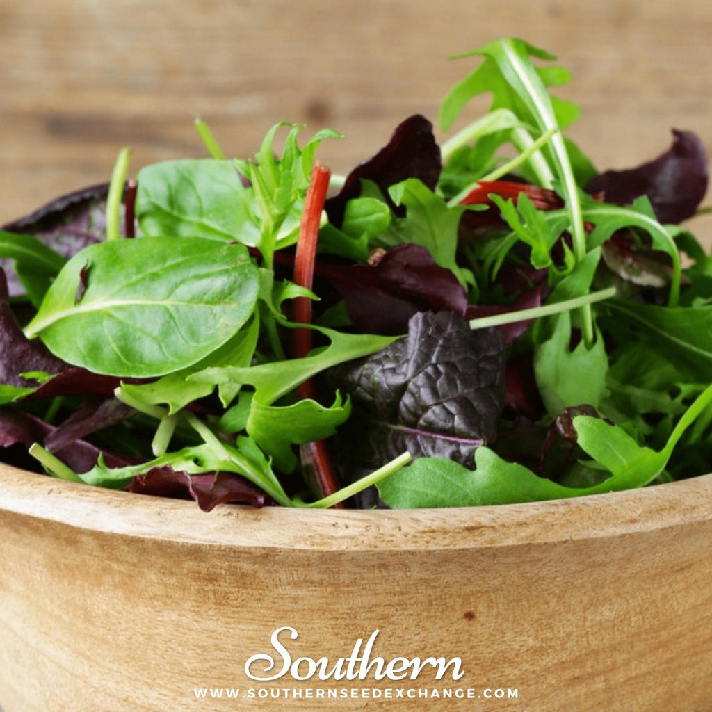 Gourmet Mix Lettuce – 500 Seeds Southern Seeds