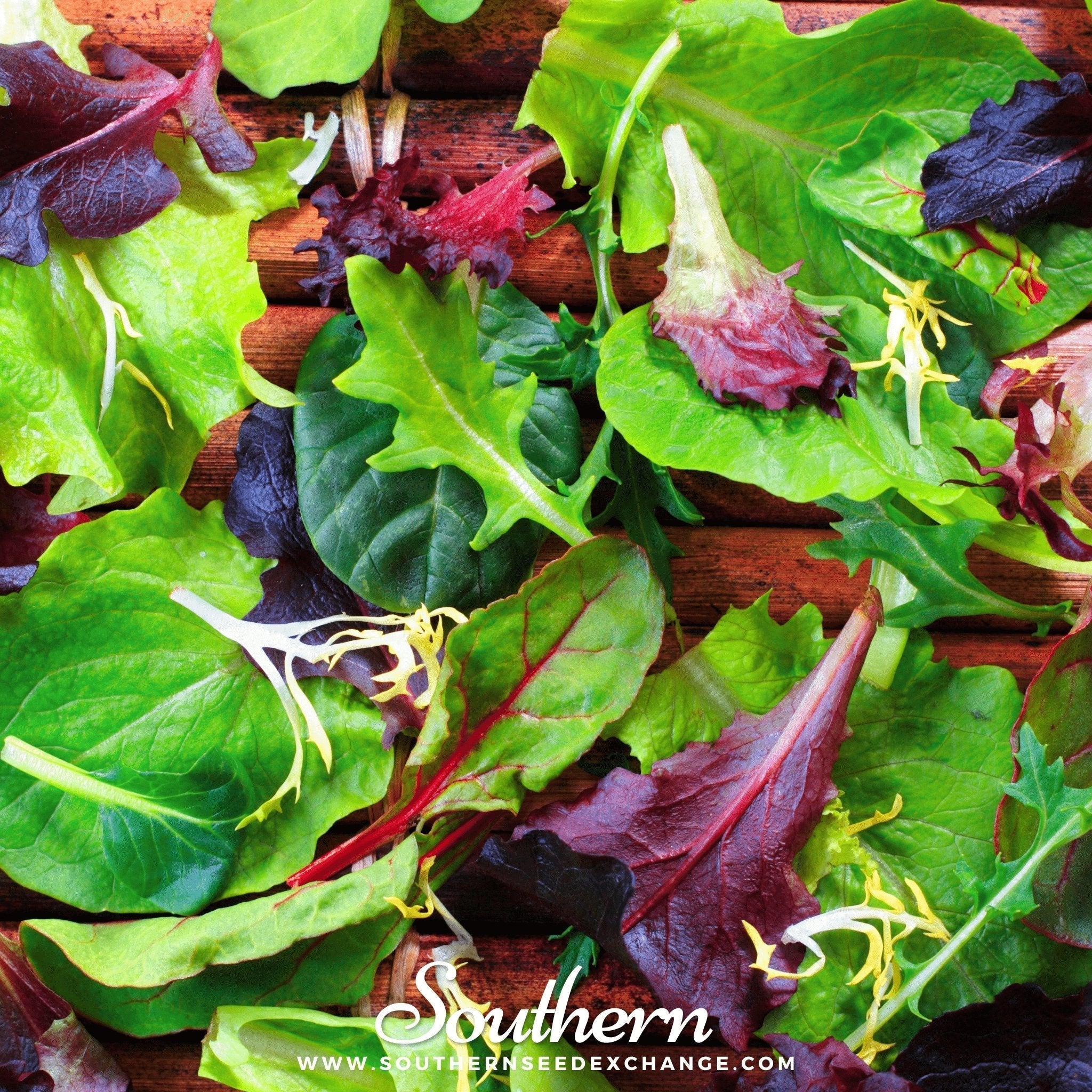Gourmet Mix Lettuce – 500 Seeds Southern Seeds