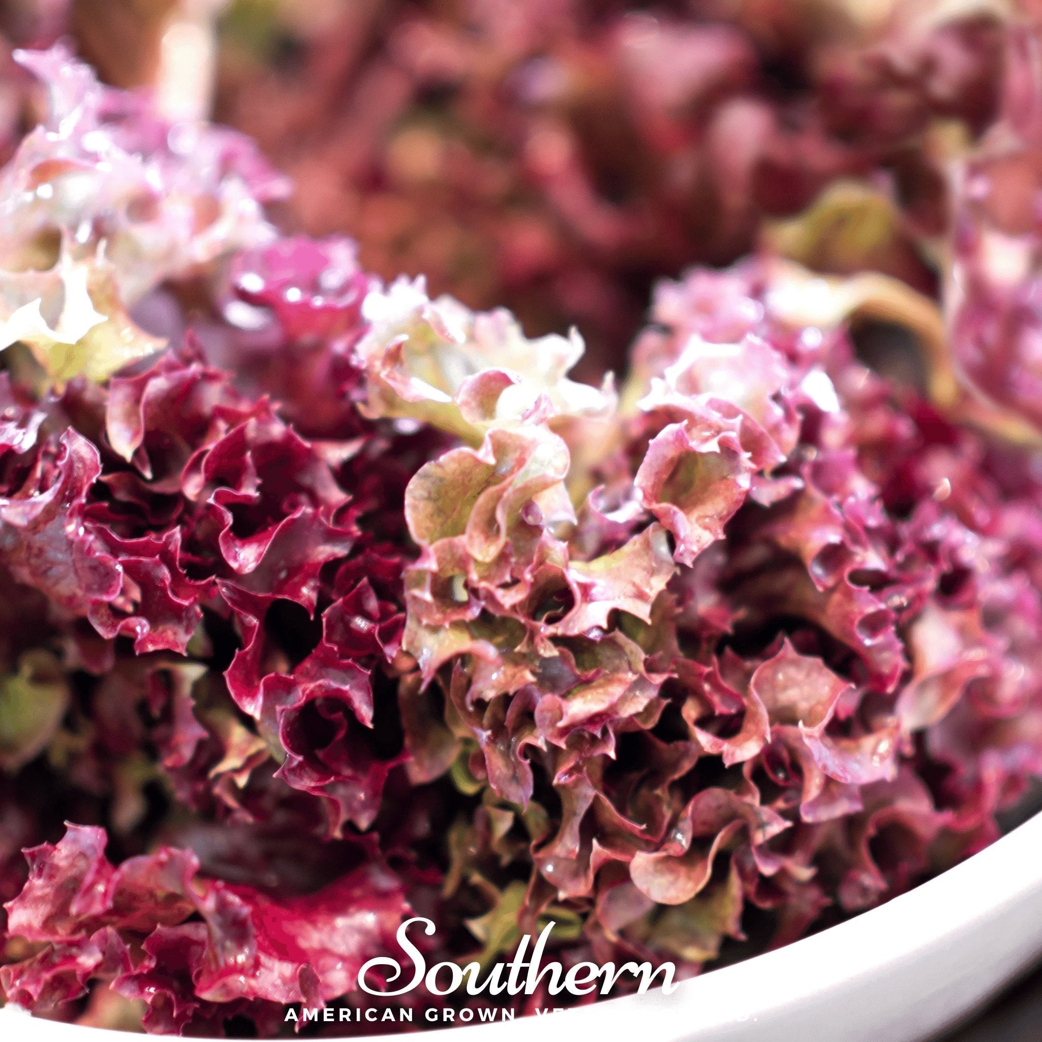 Salad Bowl Red Lettuce – 500 Seeds Southern Seeds