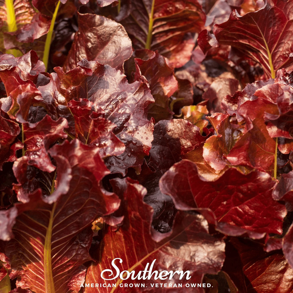 Salad Bowl Red Lettuce – 500 Seeds Southern Seeds