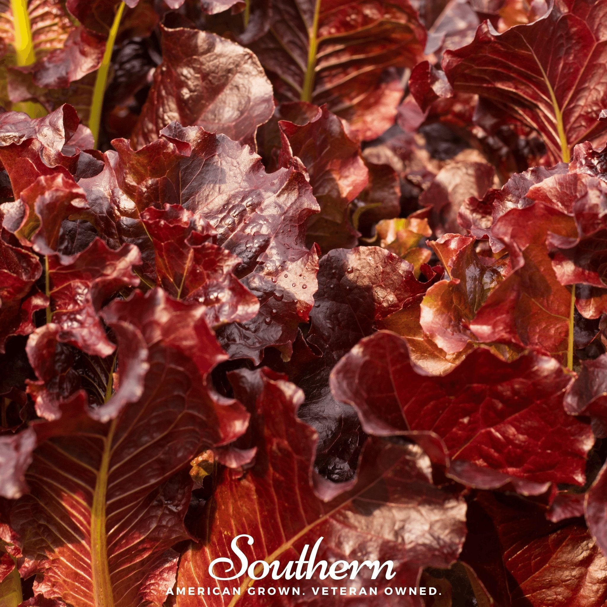 Salad Bowl Red Lettuce – 500 Seeds Southern Seeds