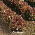 Salad Bowl Red Lettuce – 500 Seeds Southern Seeds