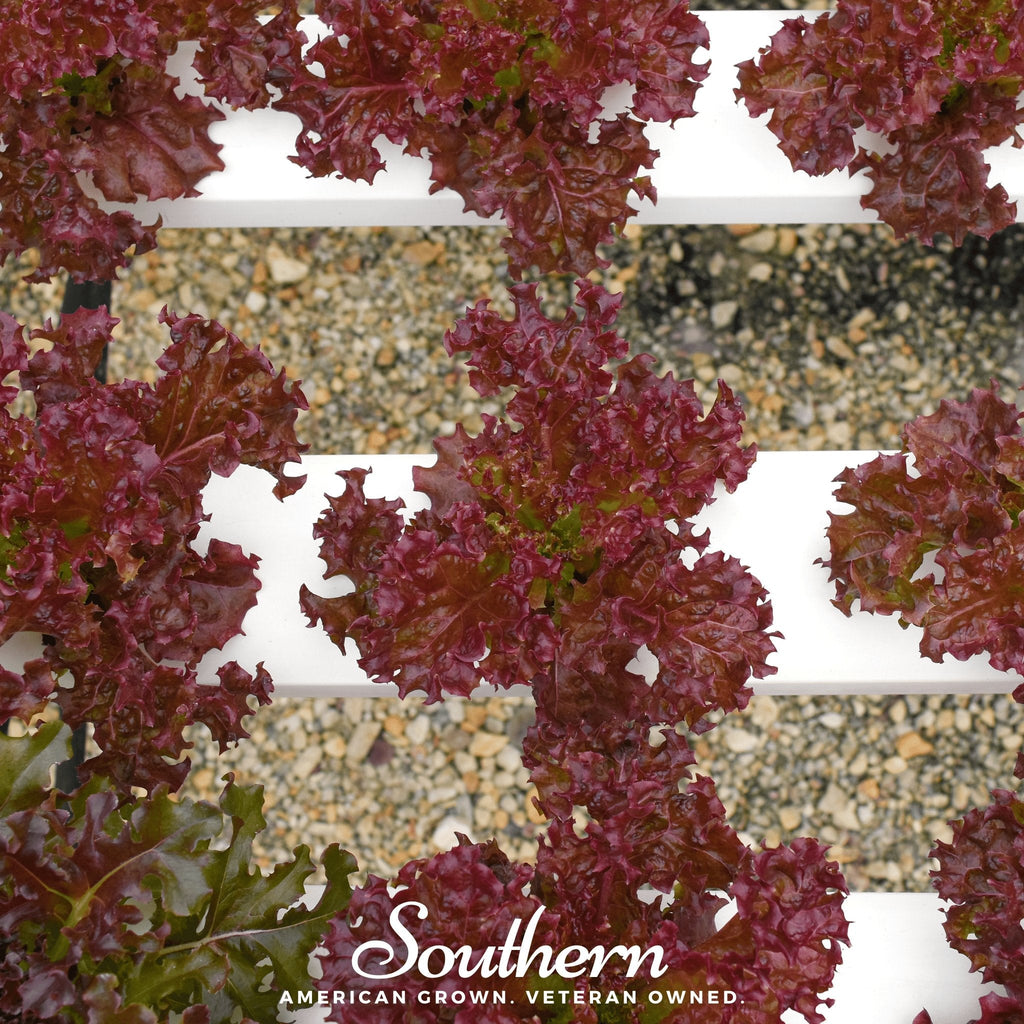 Salad Bowl Red Lettuce – 500 Seeds Southern Seeds