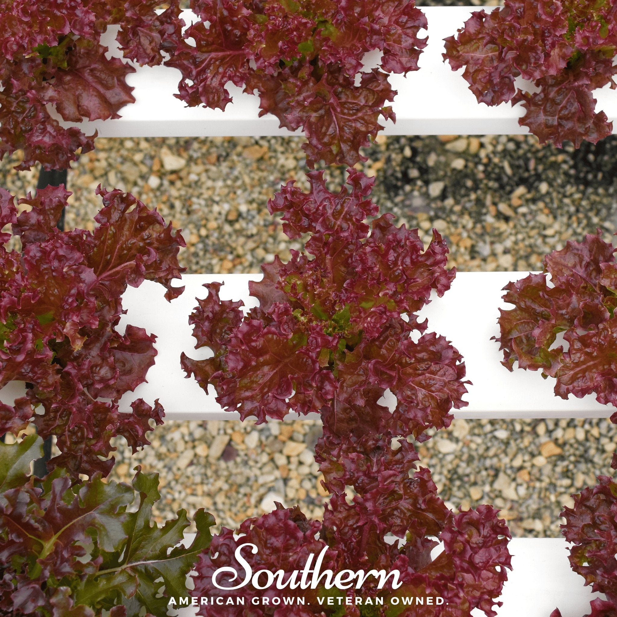Salad Bowl Red Lettuce – 500 Seeds Southern Seeds