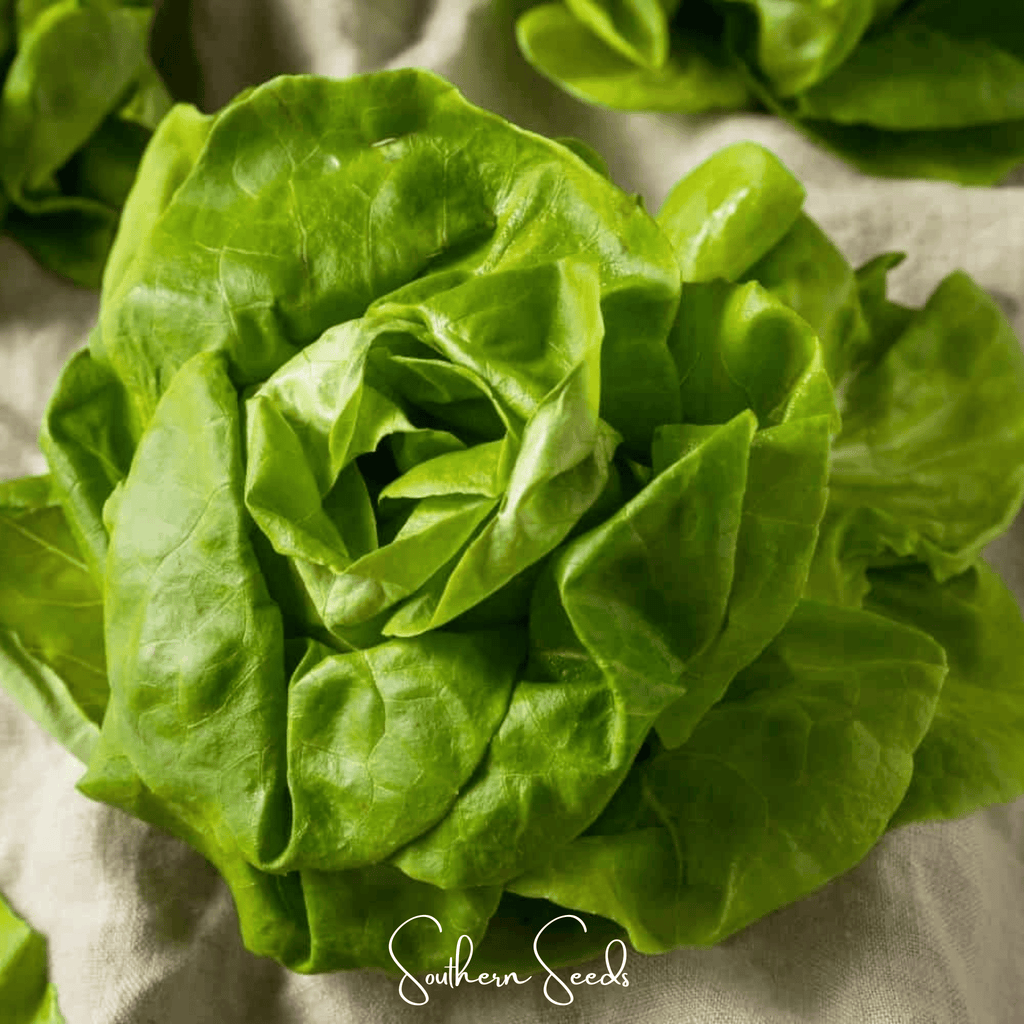 Tom Thumb Butterhead Lettuce – 500 Seeds Southern Seeds