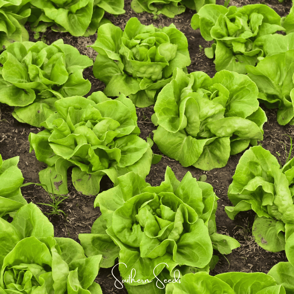 Tom Thumb Butterhead Lettuce – 500 Seeds Southern Seeds