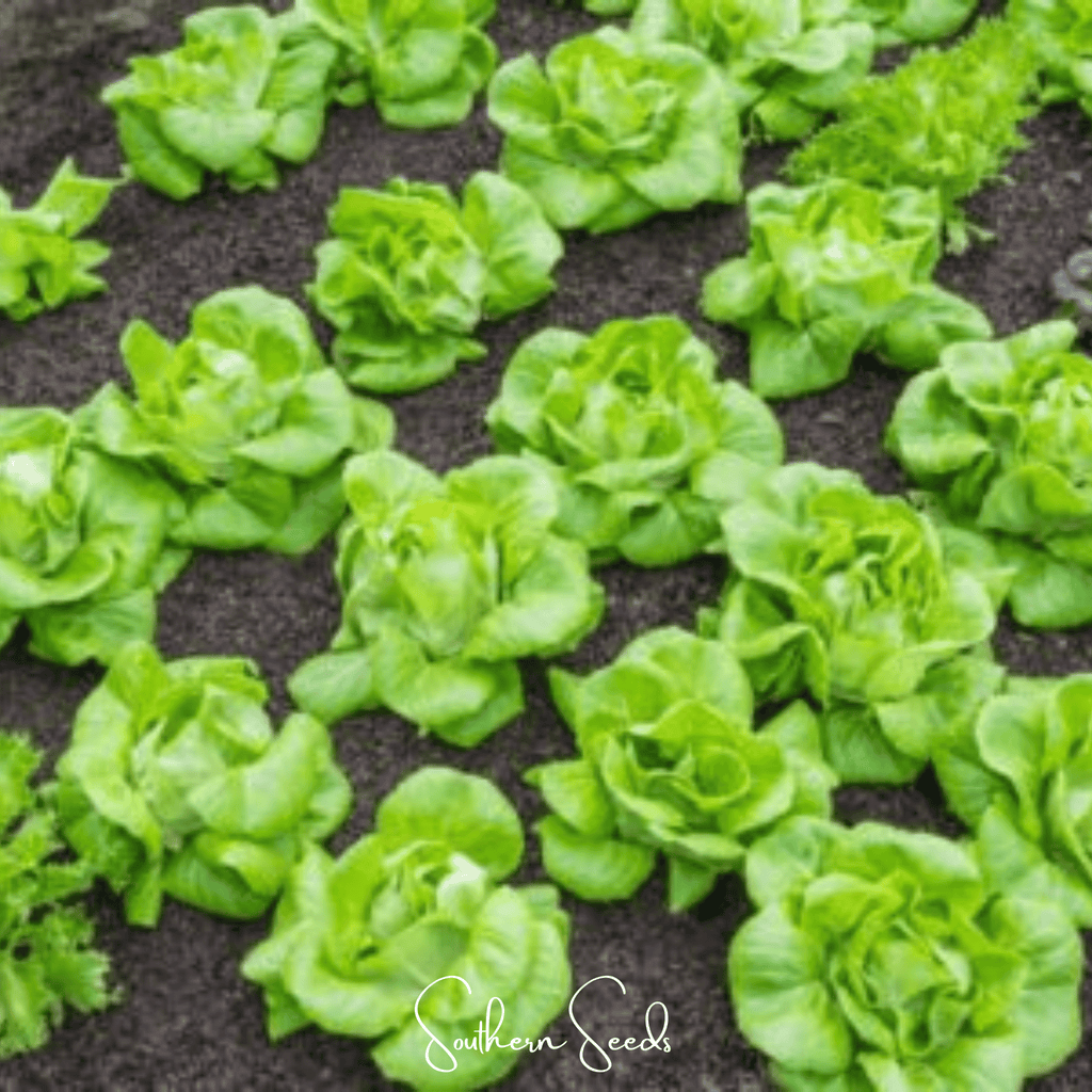 Tom Thumb Butterhead Lettuce – 500 Seeds Southern Seeds