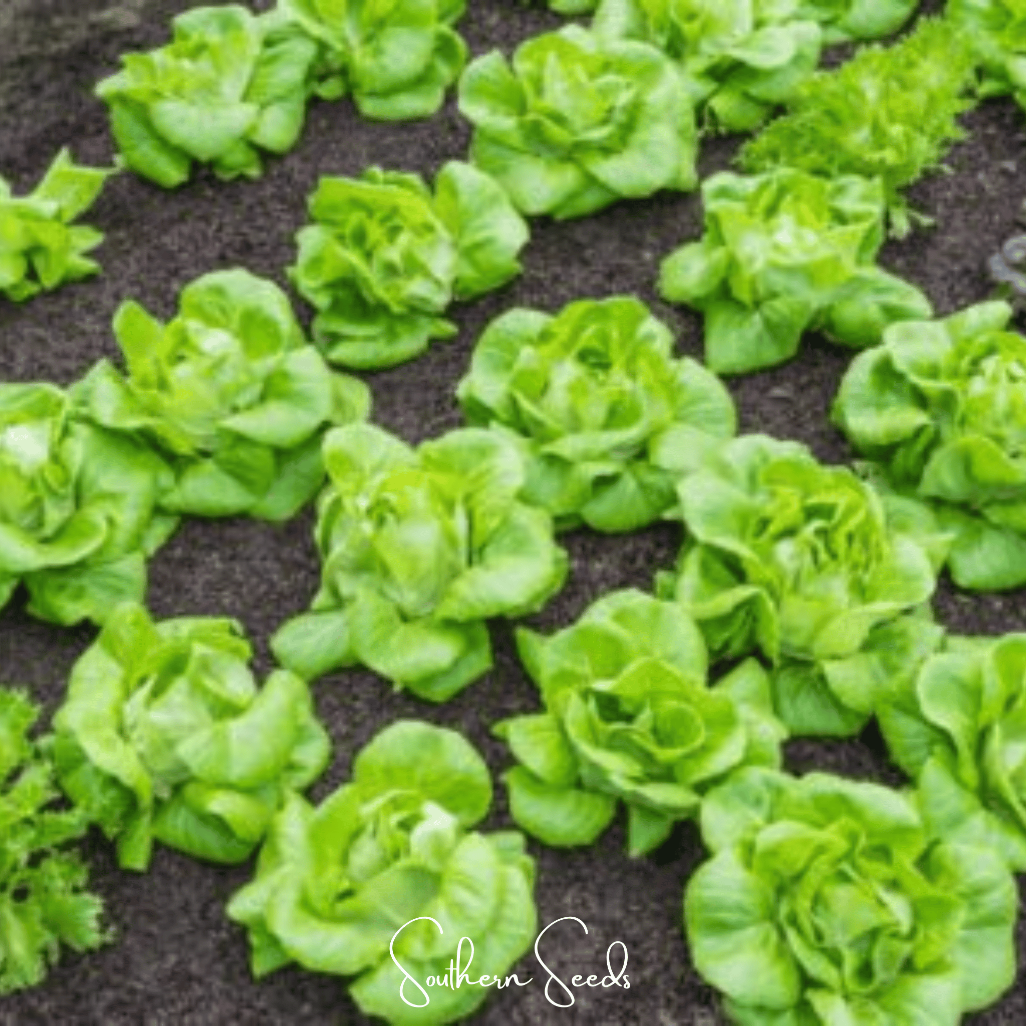 Tom Thumb Butterhead Lettuce – 500 Seeds Southern Seeds