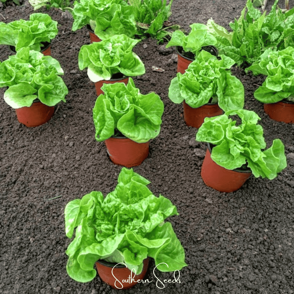 Tom Thumb Butterhead Lettuce – 500 Seeds Southern Seeds