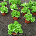 Tom Thumb Butterhead Lettuce – 500 Seeds Southern Seeds