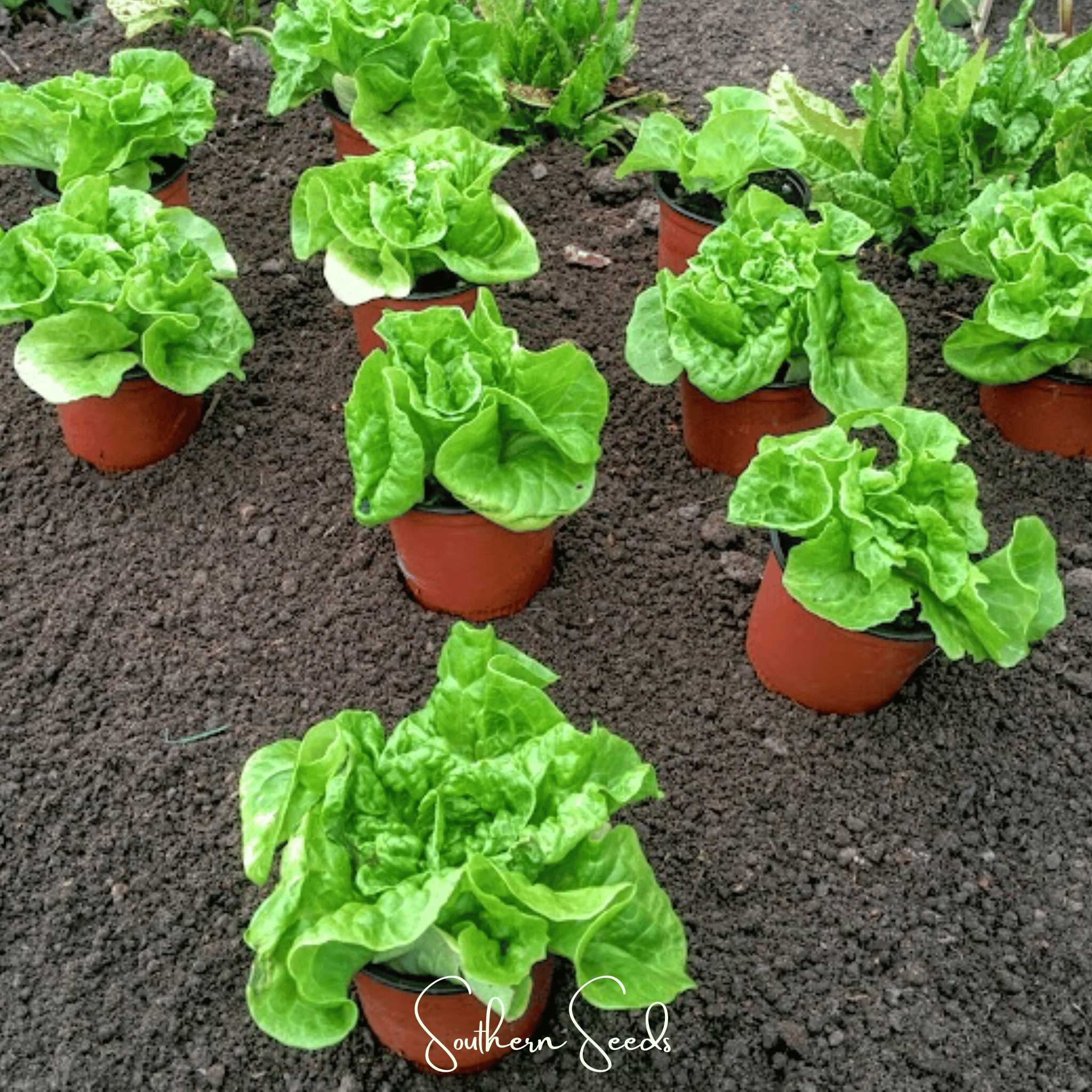 Tom Thumb Butterhead Lettuce – 500 Seeds Southern Seeds