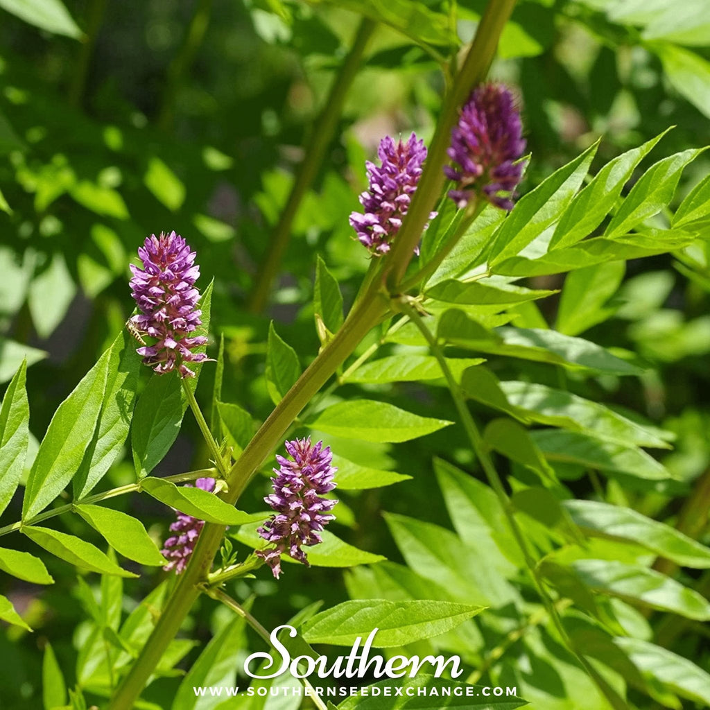 Licorice – 20 Seeds Southern Seeds