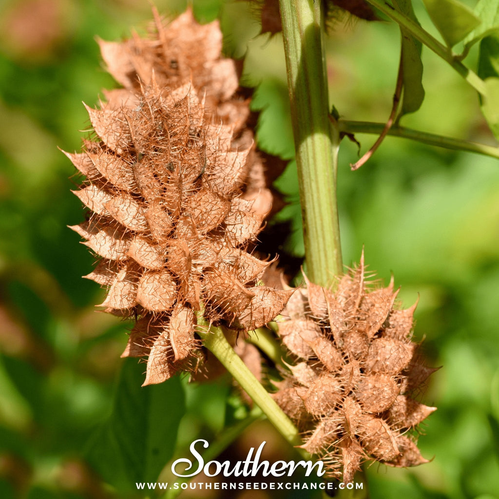 Licorice – 20 Seeds Southern Seeds