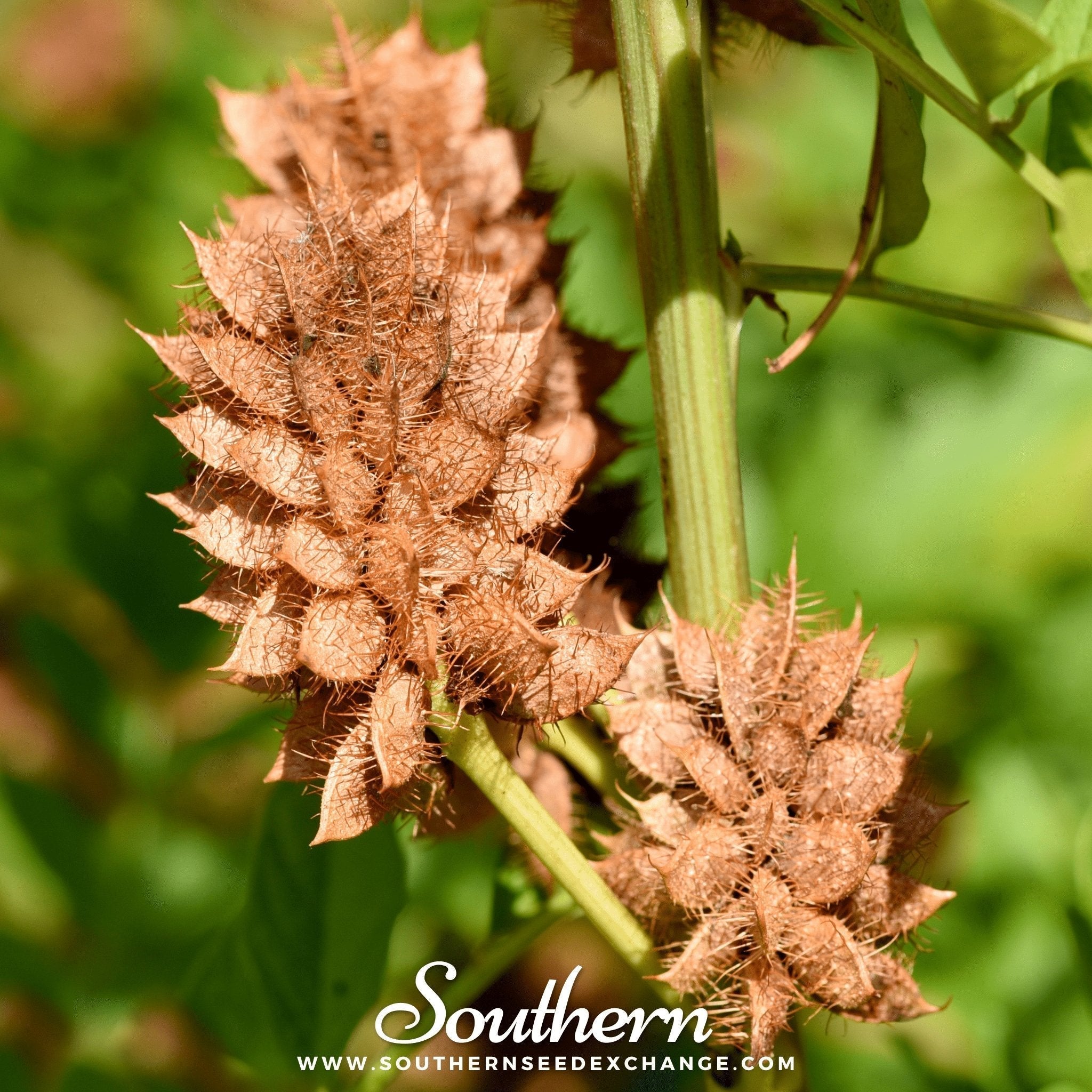 Licorice – 20 Seeds Southern Seeds
