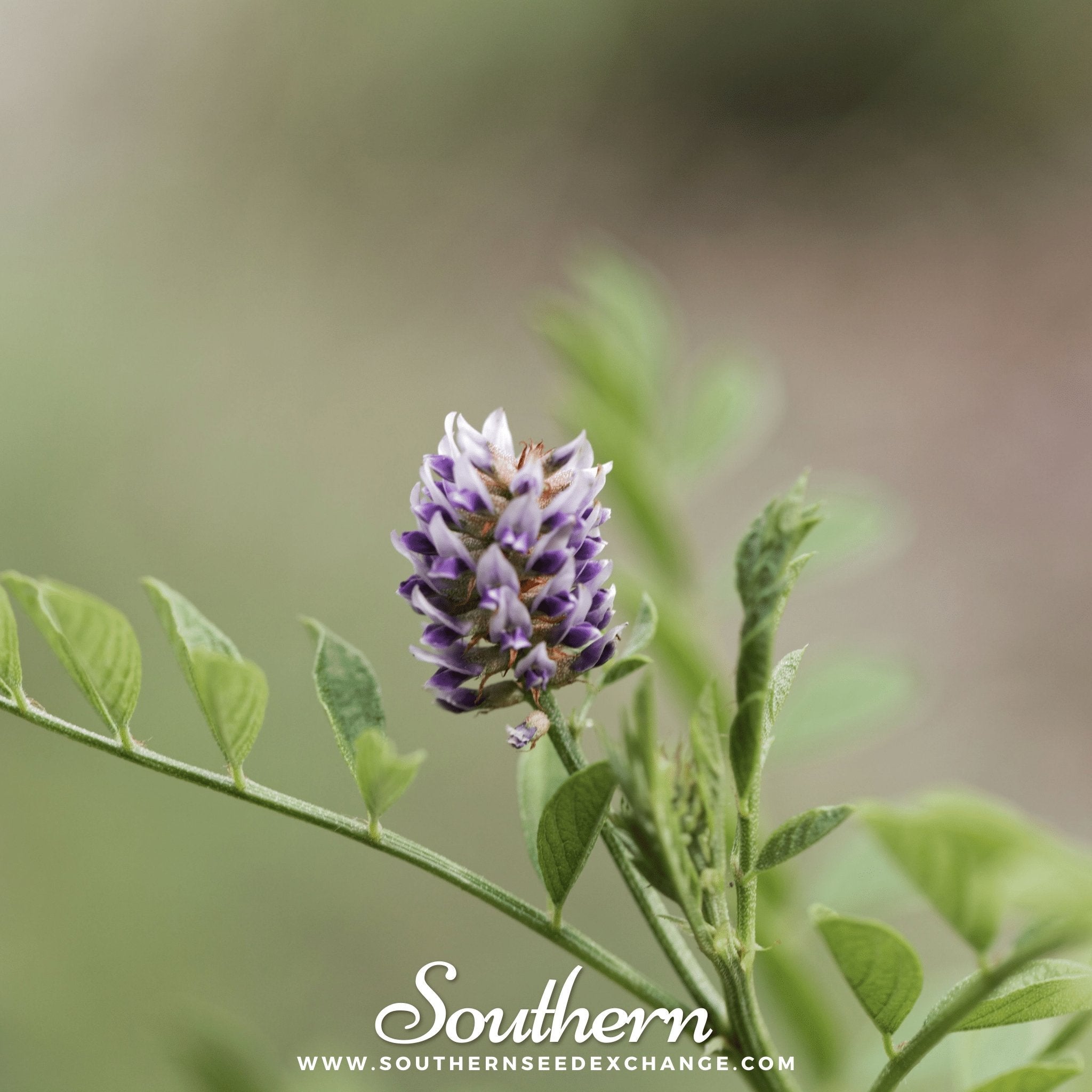 Licorice – 20 Seeds Southern Seeds
