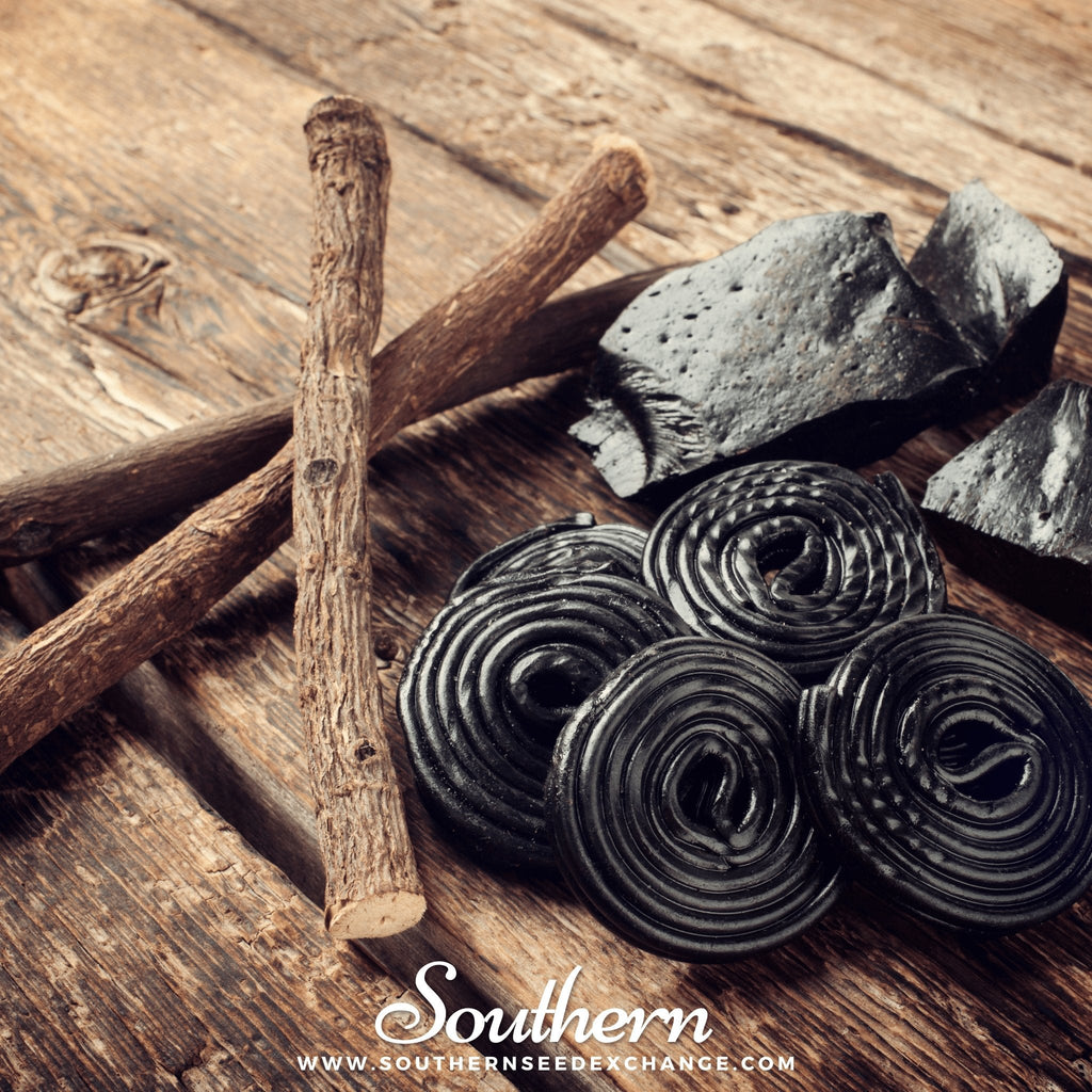 Licorice – 20 Seeds Southern Seeds