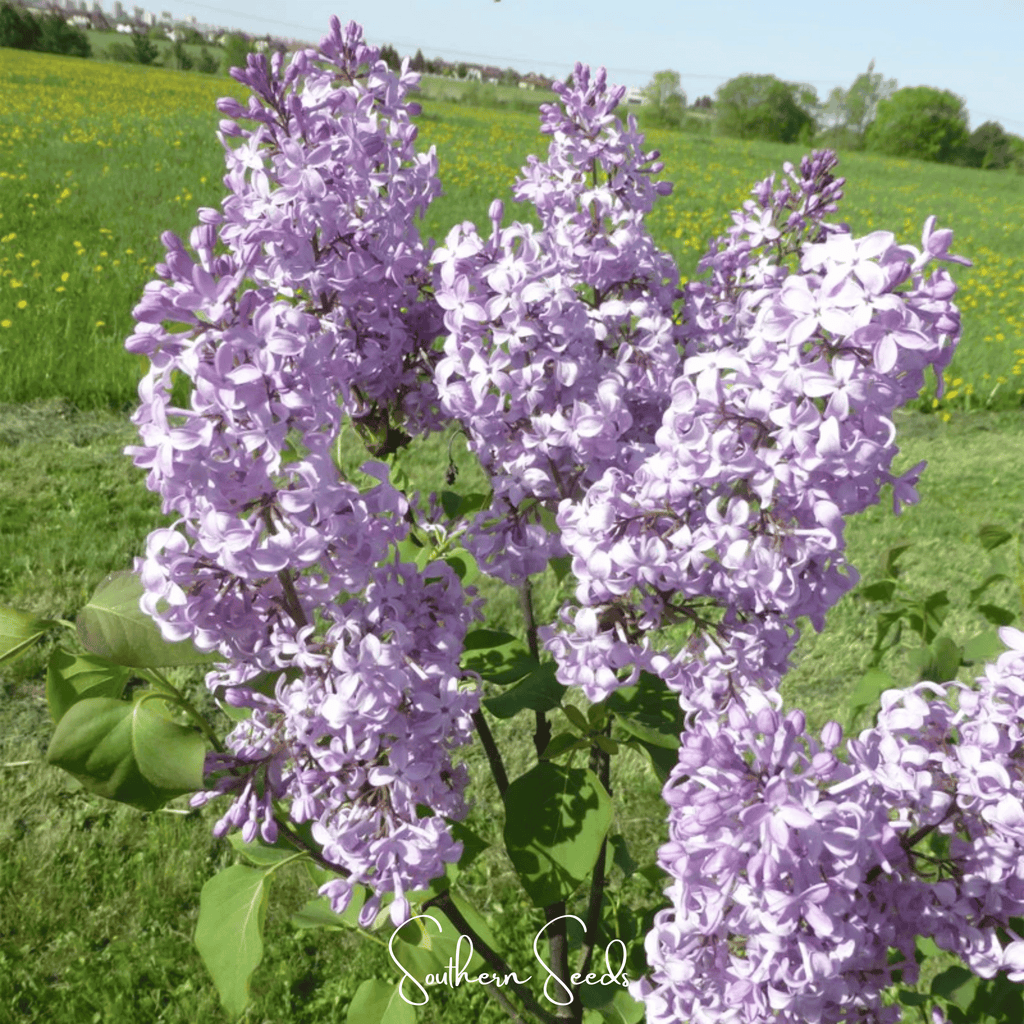 Early Blooming Lilac – 30 Seeds Southern Seeds