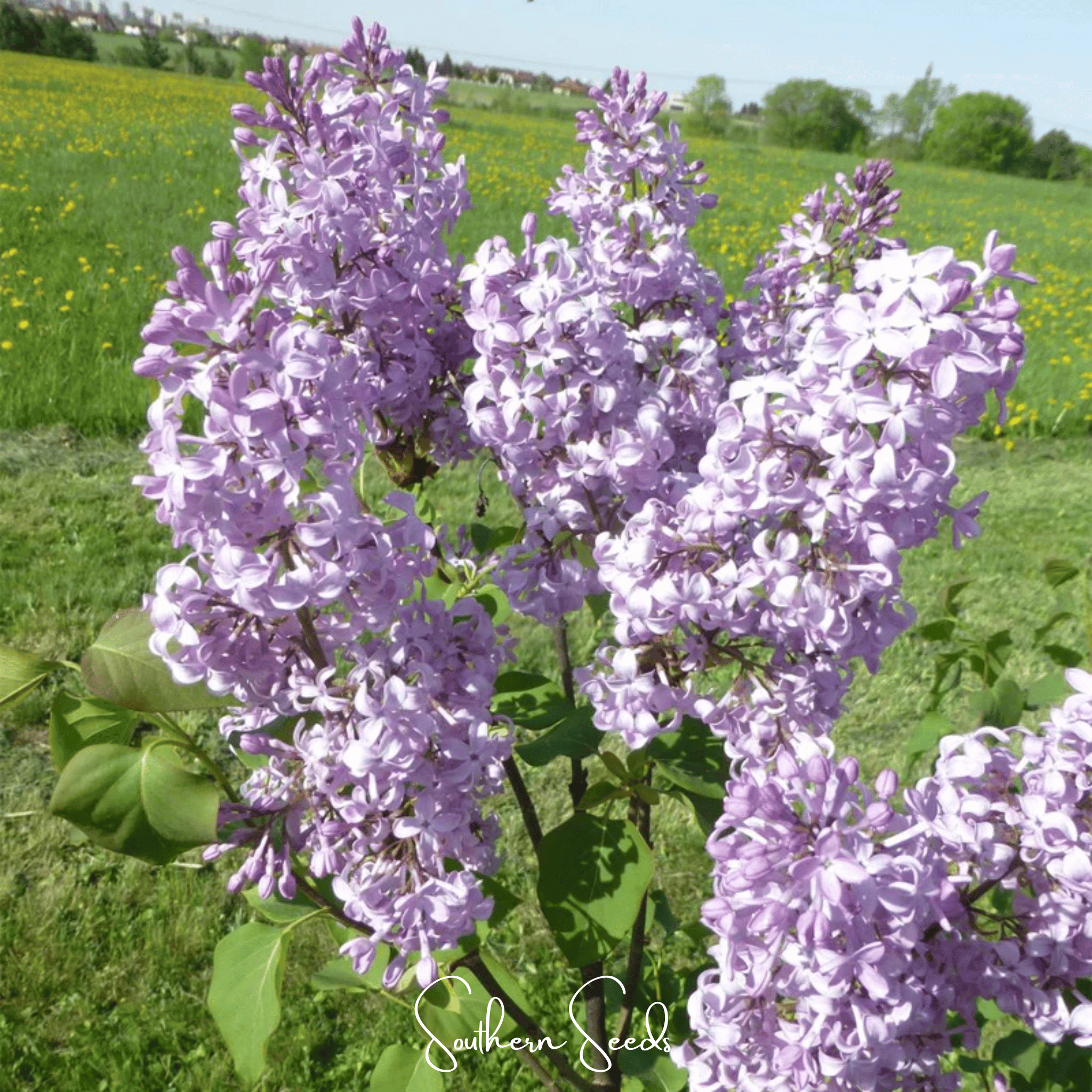 Early Blooming Lilac – 30 Seeds Southern Seeds