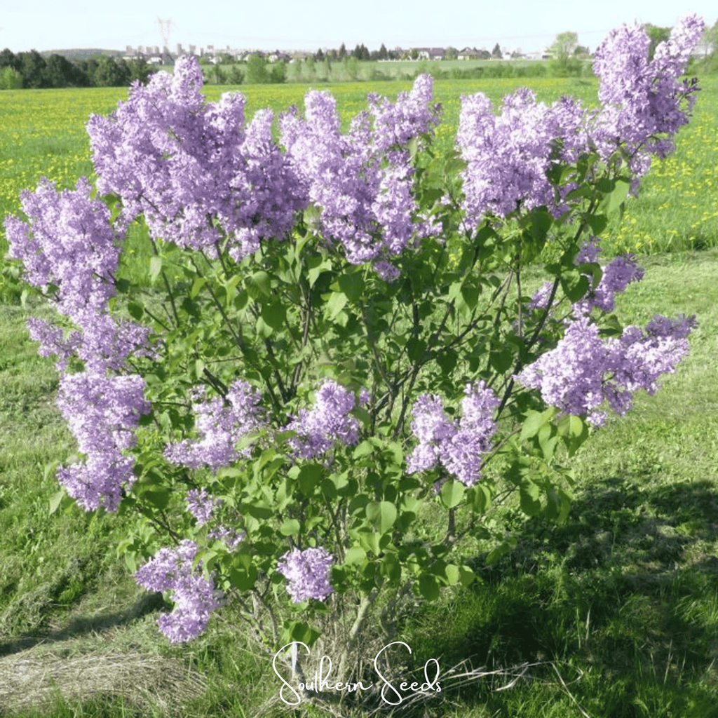 Early Blooming Lilac – 30 Seeds Southern Seeds