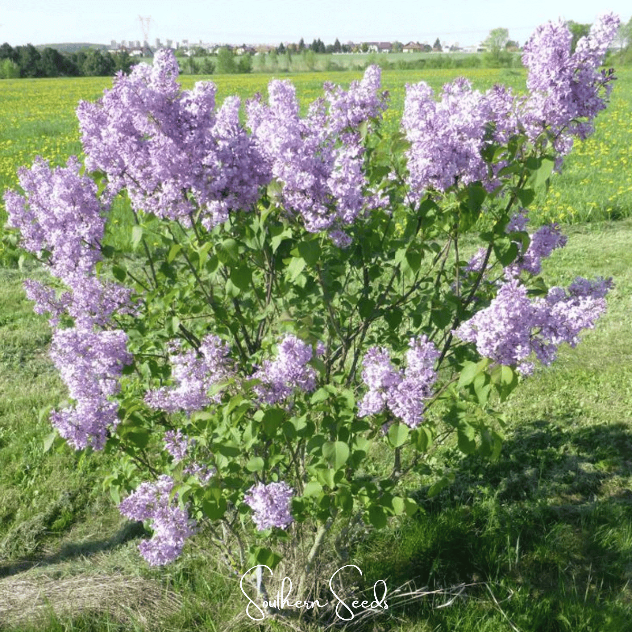 Early Blooming Lilac – 30 Seeds Southern Seeds