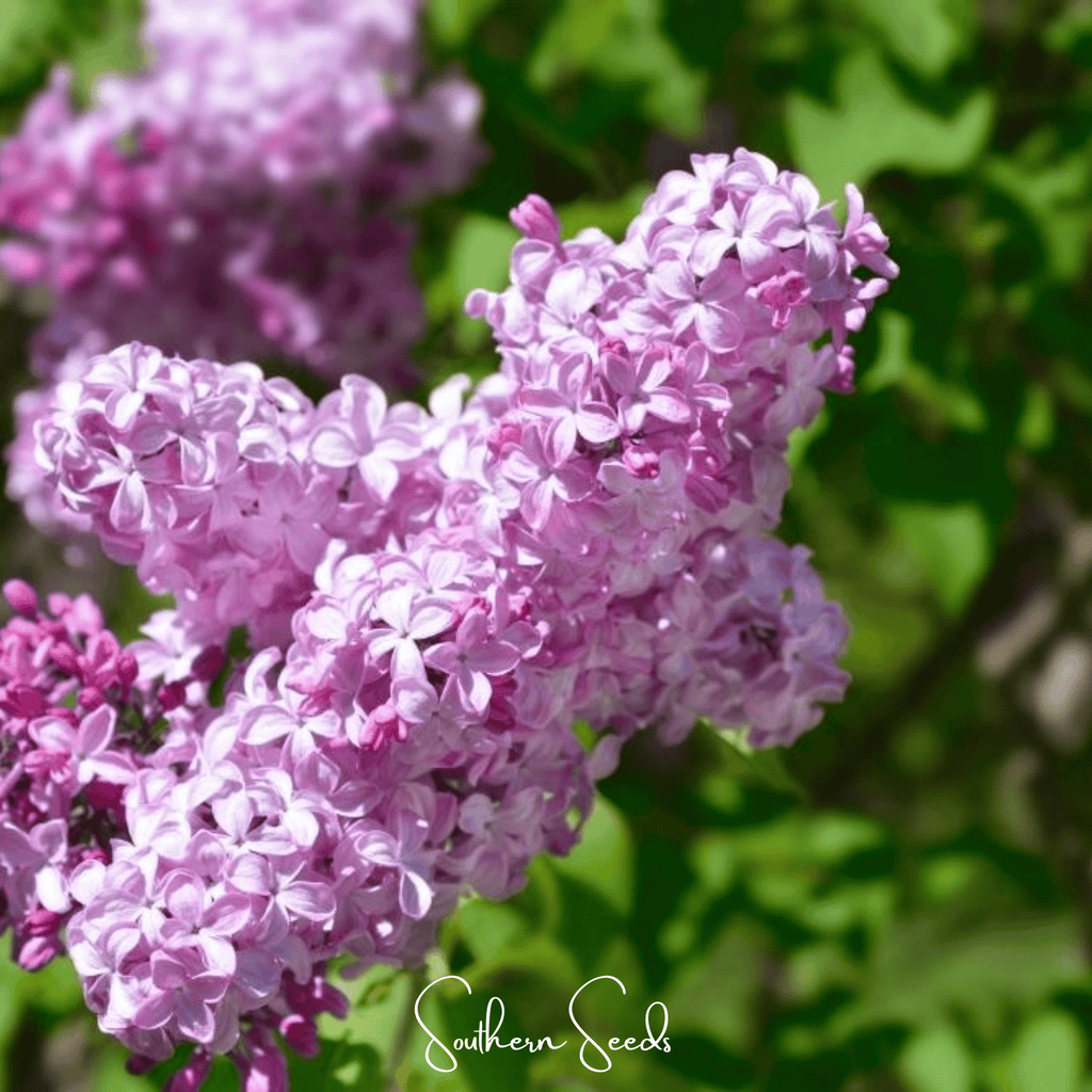 Early Blooming Lilac – 30 Seeds Southern Seeds