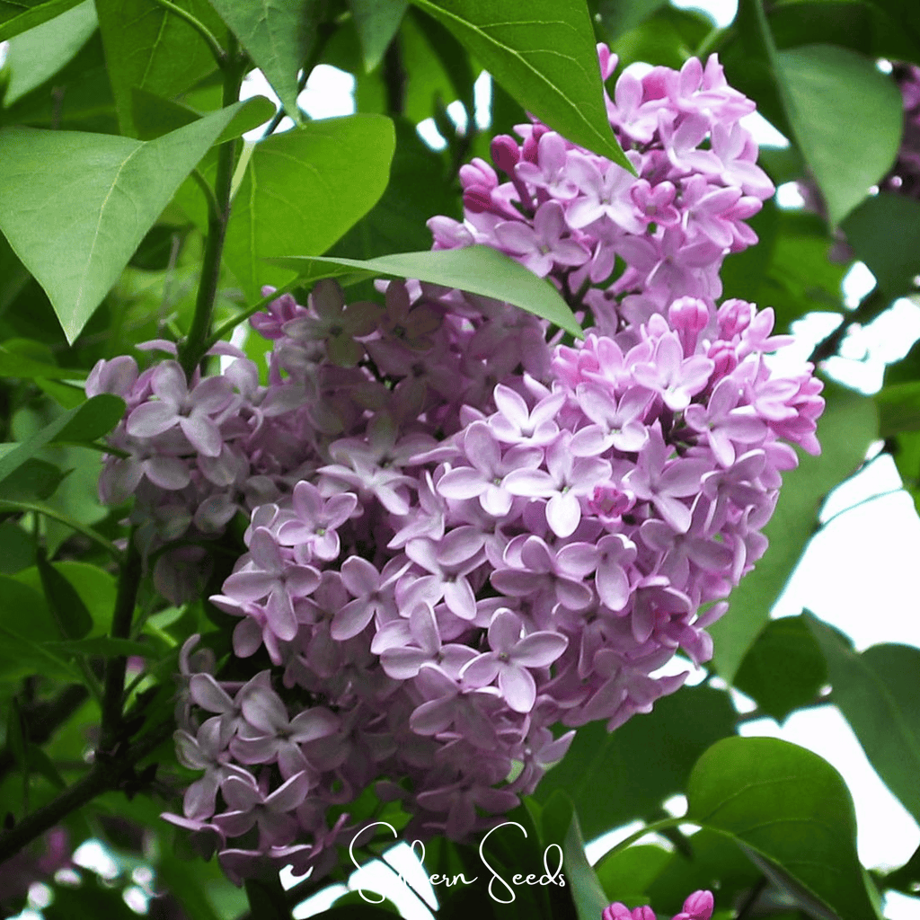Early Blooming Lilac – 30 Seeds Southern Seeds