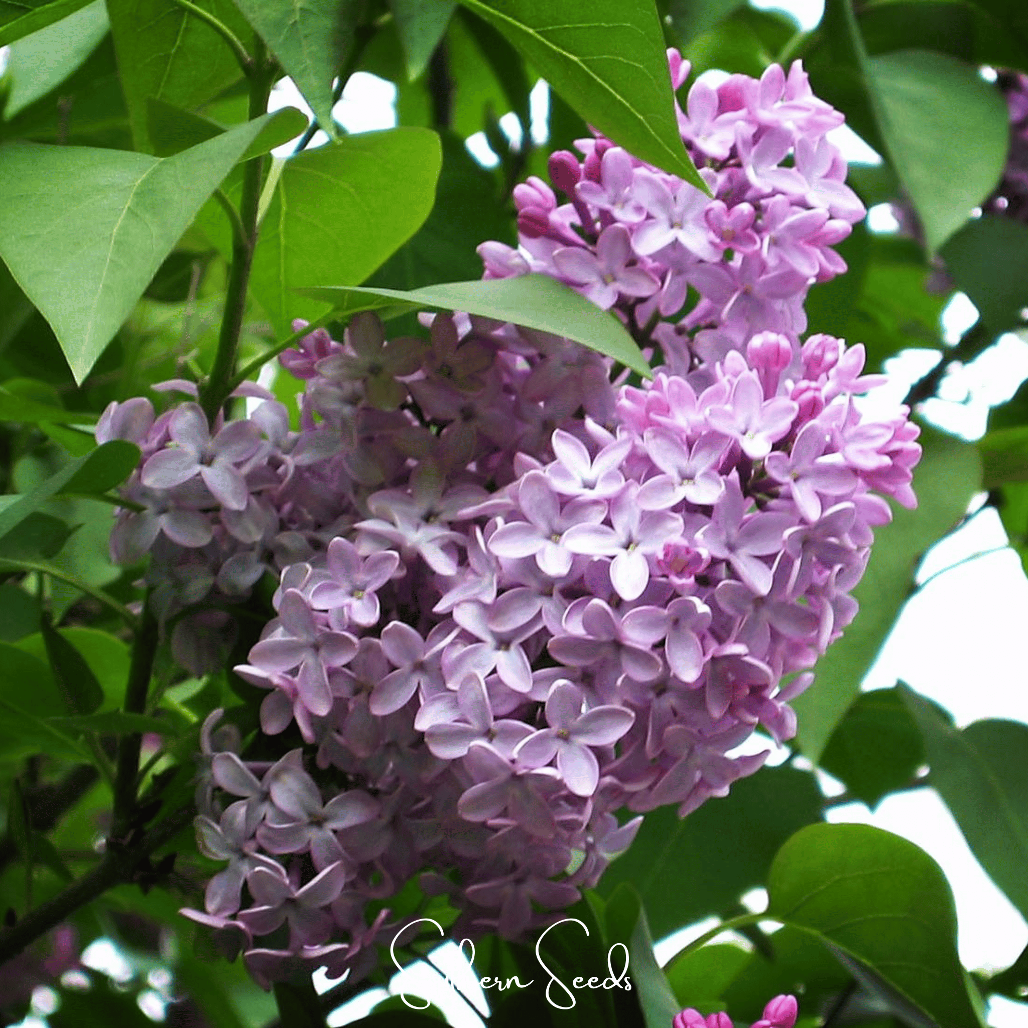 Early Blooming Lilac – 30 Seeds Southern Seeds