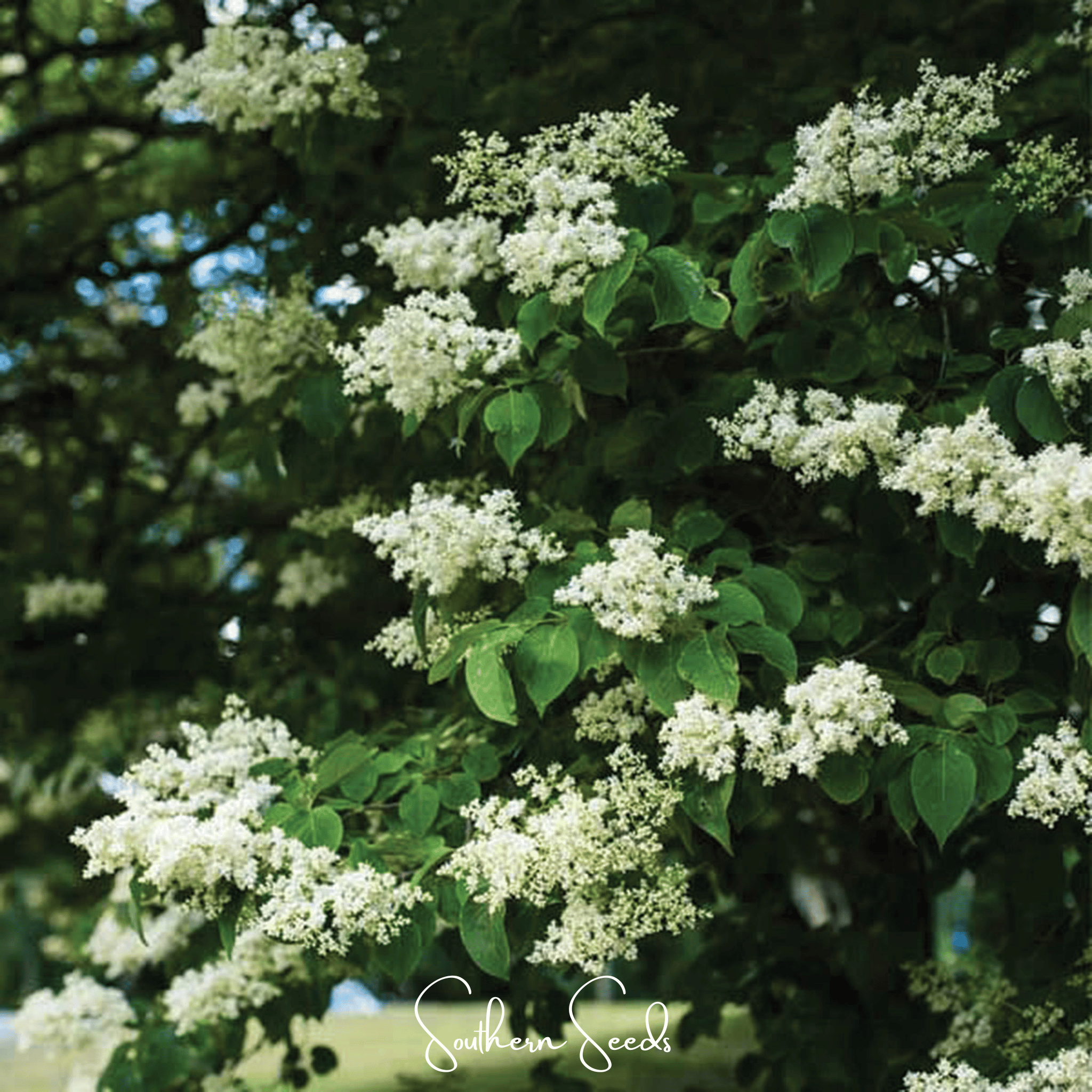 Japanese Tree Lilac – 30 Seeds Southern Seeds