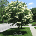 Japanese Tree Lilac – 30 Seeds Southern Seeds