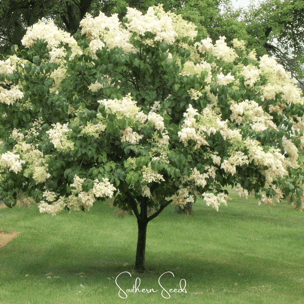 Japanese Tree Lilac – 30 Seeds Southern Seeds