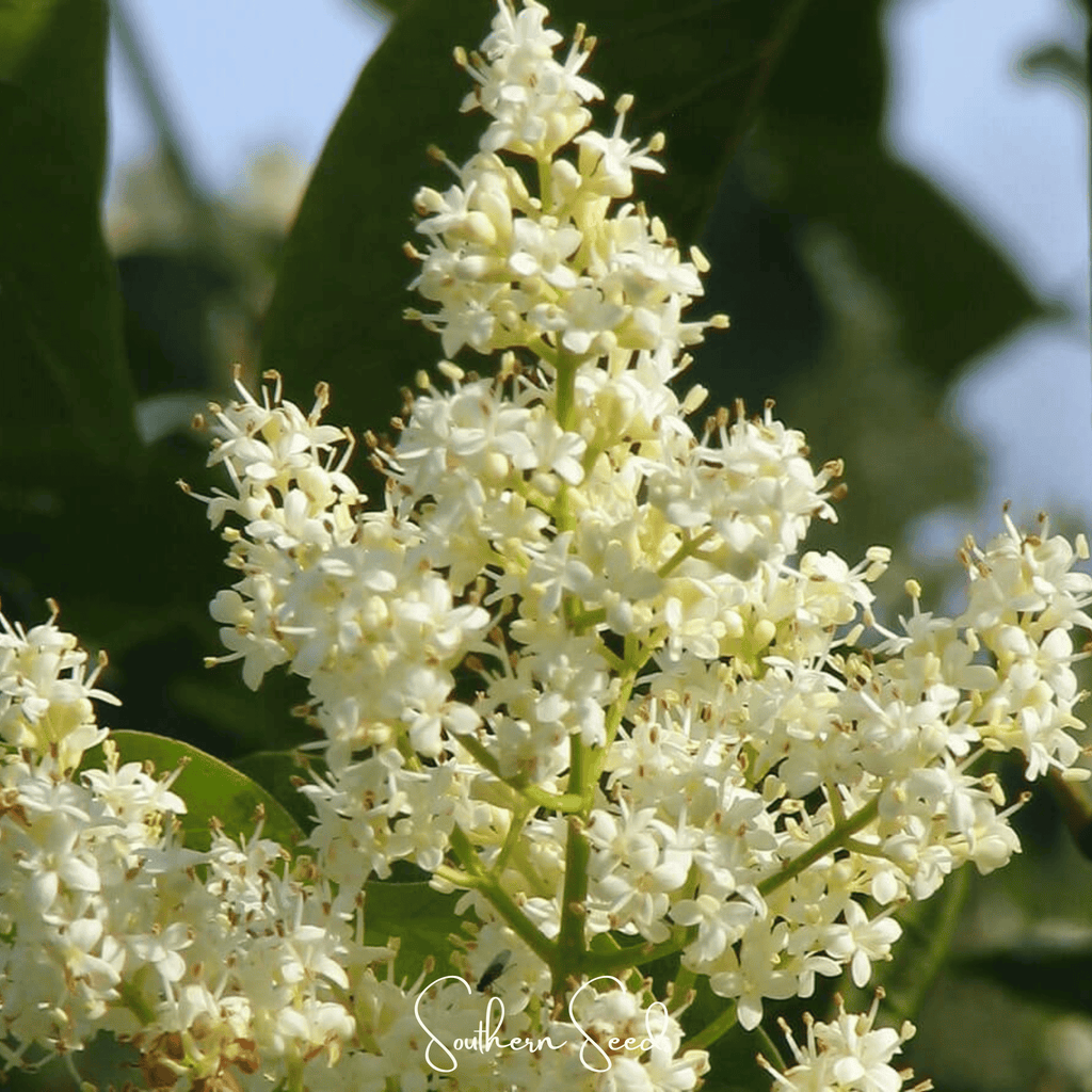 Japanese Tree Lilac – 30 Seeds Southern Seeds