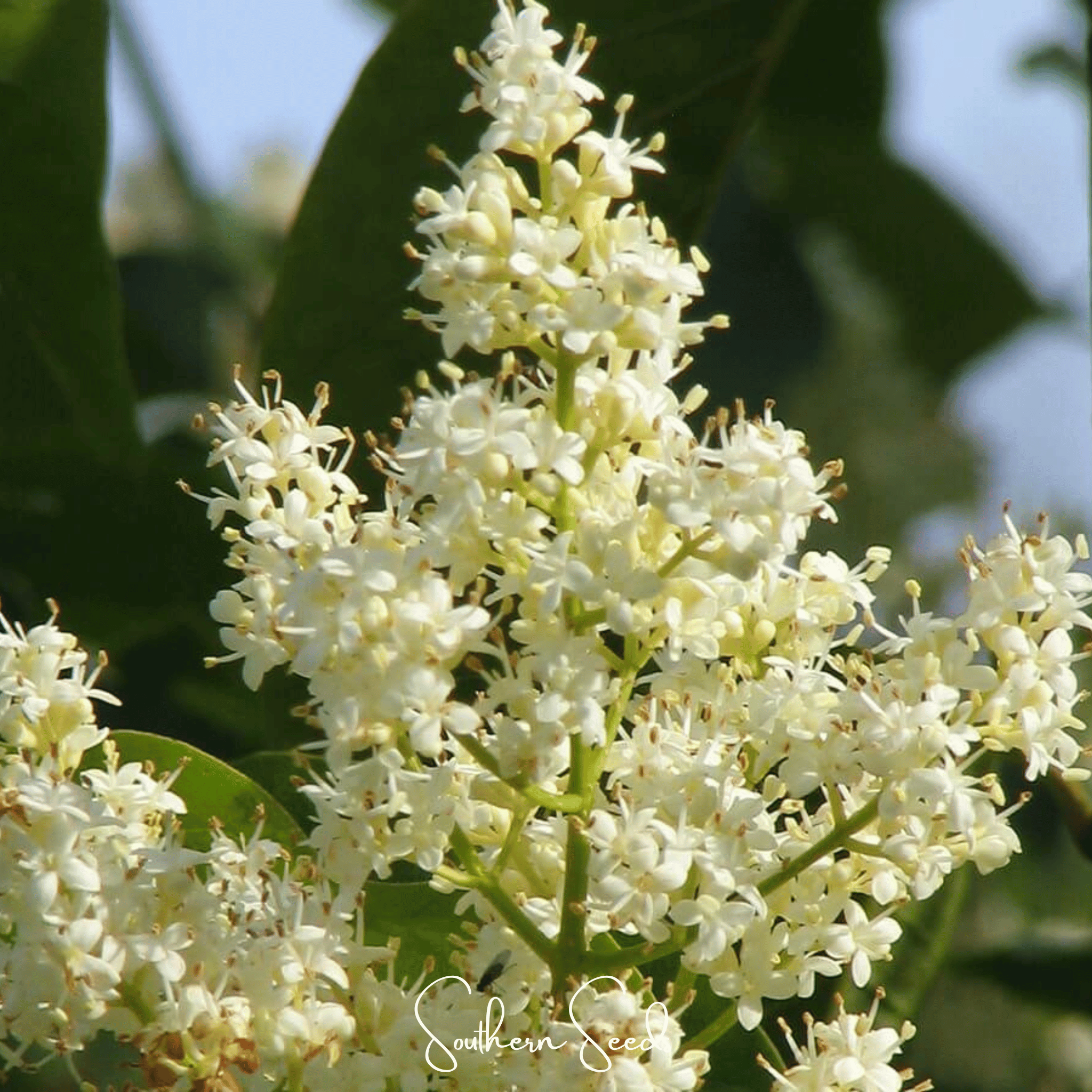 Japanese Tree Lilac – 30 Seeds Southern Seeds
