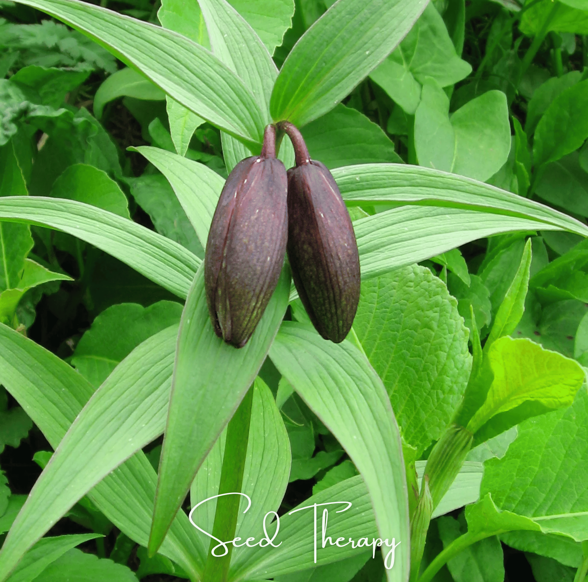 Chocolate Lily – 10 Seeds Southern Seeds