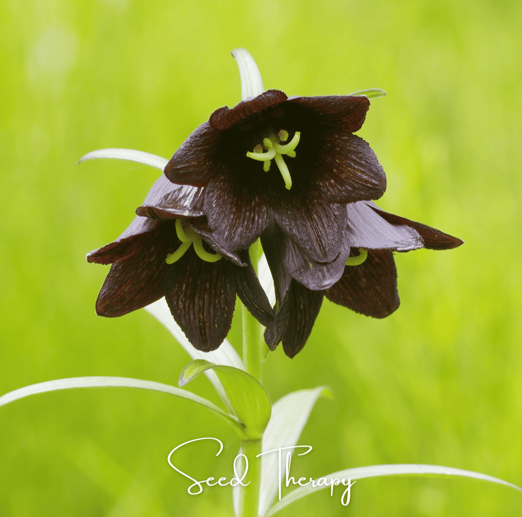 Chocolate Lily – 10 Seeds Southern Seeds